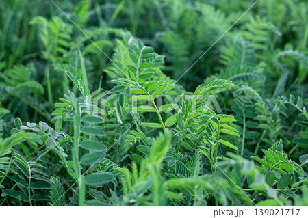 Cicer Milkvetch And Its Fresh Growth Cicer Milkvetch And Its Fresh Growth 139021717