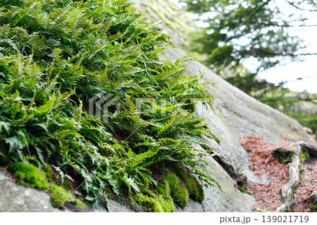 Licorice Fern Colonies On The Rocks Licorice Fern Colonies On The Rocks 139021719