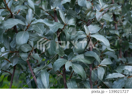Background Of Silvery Silverberry Leaves Background Of Silvery Silverberry Leaves 139021727