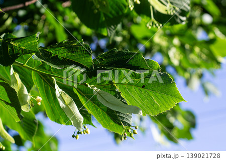 Closeup Of Linden Tree Leaves And Buds Closeup Of Linden Tree Leaves And Buds 139021728