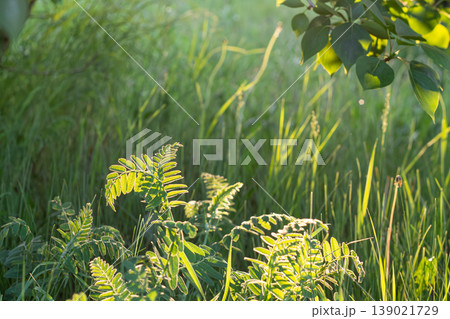 Morning Sun On The Cicer Milkvetch Morning Sun On The Cicer Milkvetch 139021729