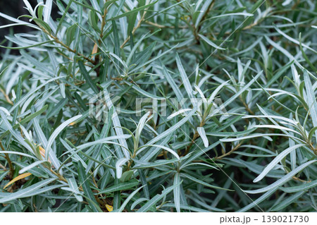Lush Foliage Of Sea Buckthorn Lush Foliage Of Sea Buckthorn 139021730
