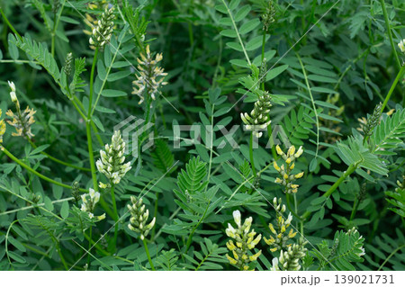 Newly Flowering Cicer Milkvetch Background 139021731