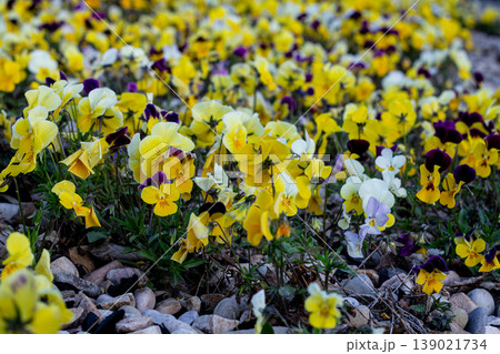 Masses Of Yellow Garden Pansies 139021734