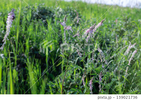 Alpine Sweetvetch Growing In A Meadow Alpine Sweetvetch Growing In A Meadow 139021736