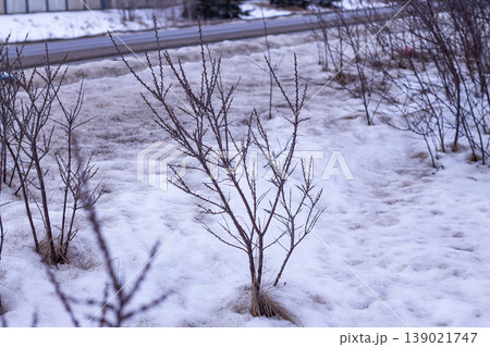 Bare Seabuckthorn Shrubs In Winter Bare Seabuckthorn Shrubs In Winter 139021747