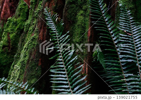 Western Swordfern Fronds Leaned Against Redwood Western Swordfern Fronds Leaned Against Redwood 139021755