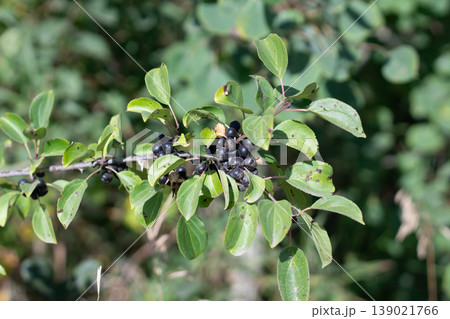 Foliage And Fruit Of The Common Buckthorn Foliage And Fruit Of The Common Buckthorn 139021766