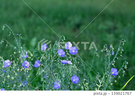 Wild Blue Flax Bathed In Drops Of Sunlight Wild Blue Flax Bathed In Drops Of Sunlight 139021767