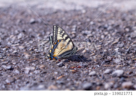 Canadian Tiger Swallowtail Butterfly Sips Moisture 139021771