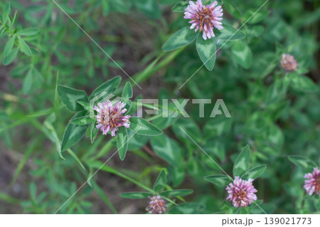 Red Clover Starts To Bloom 139021773