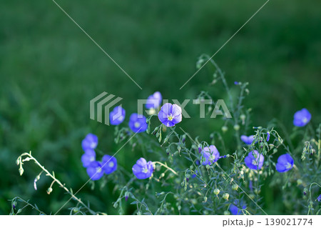 Wild Blue Flax Bathed In Drops Of Sunlight Wild Blue Flax Bathed In Drops Of Sunlight 139021774