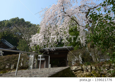 春の岩屋寺　山門と枝垂れ桜　京都市山科区西野山桜ノ馬場町 139021776