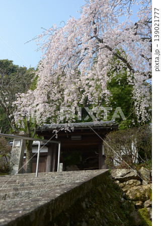 春の岩屋寺　山門と枝垂れ桜　京都市山科区西野山桜ノ馬場町 139021777