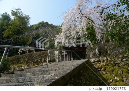 春の岩屋寺　山門と枝垂れ桜　京都市山科区西野山桜ノ馬場町 139021778