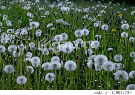 Green Stems And Seedheads Of Many Dandelions Green Stems And Seedheads Of Many Dandelions 139021780