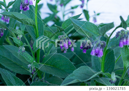 The Medicinal Comfrey In Purple Flower The Medicinal Comfrey In Purple Flower 139021785