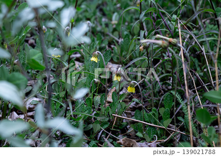Yellow Mountain-Avens Amongst Alpine Flora 139021788