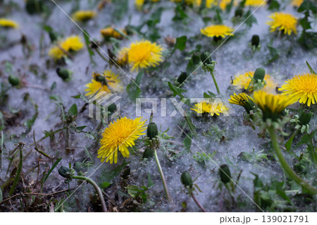 Macro View Of Dandelions In Poplar Seed Fluff Macro View Of Dandelions In Poplar Seed Fluff 139021791