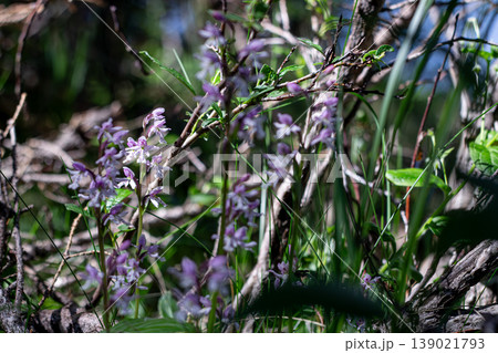 The Small Roundleaf Orchid Amongst Alpine Habitat 139021793