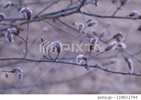 Soft Gray Male Catkins Of A Quaking Aspen Soft Gray Male Catkins Of A Quaking Aspen 139021794