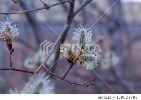 Male Willow Catkins In Early Spring Male Willow Catkins In Early Spring 139021795