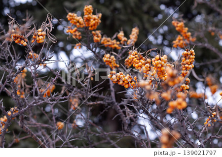 Winter Wildlife Food Source Of Seabuckthorn Berries Winter Wildlife Food Source Of Seabuckthorn Berries 139021797