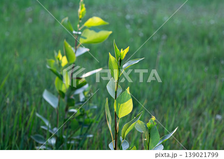 Tender Young Balsam Poplar Suckers Tender Young Balsam Poplar Suckers 139021799