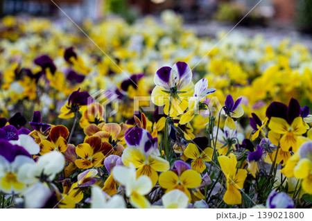 Flower Backside And Multicolored Pansies 139021800