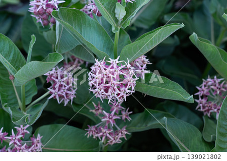 Showy Milkweed, Host Plant For Butterflies Showy Milkweed, Host Plant For Butterflies 139021802