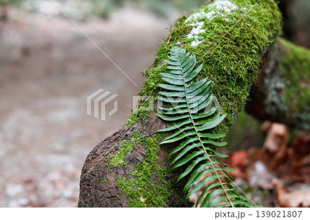 Western Swordfern Frond Leans On Mossy Root Western Swordfern Frond Leans On Mossy Root 139021807