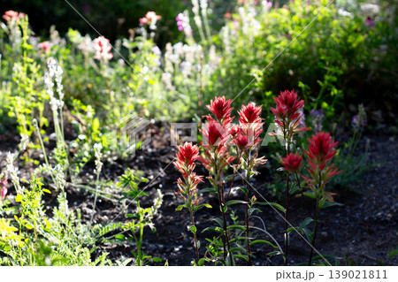 Alpine Meadow With Great Red Paintbrush Alpine Meadow With Great Red Paintbrush 139021811