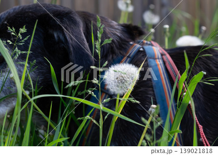Senior Pet Dog On A Walk In Tall Weeds Senior Pet Dog On A Walk In Tall Weeds 139021818