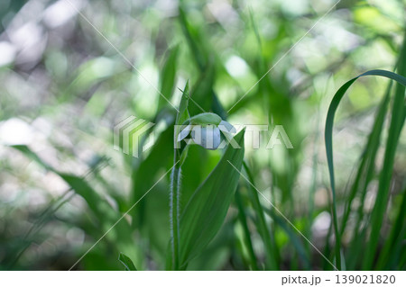 Sparrow's Egg Lady's Slipper Orchid, An Uncommon White Wildflower Sparrow's Egg Lady's Slipper Orchid, An Uncommon White Wildflower 139021820
