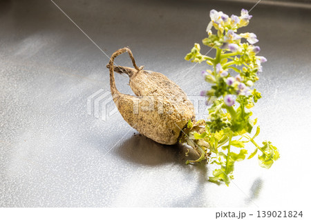 春に大根から出た芽が成長して花が咲いた 春に大根から出た芽が成長して花が咲いた 139021824