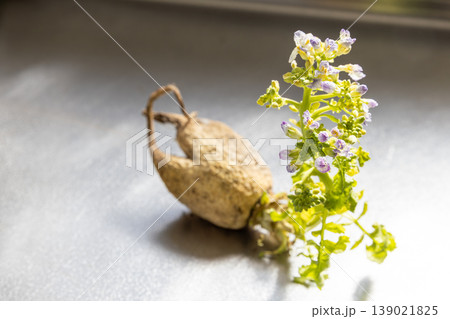 春に大根から出た芽が成長して花が咲いた 春に大根から出た芽が成長して花が咲いた 139021825