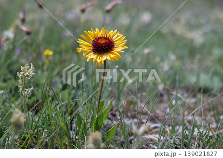Common Blanketflower, A Striking Yellow Wildflower 139021827
