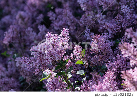 Beautiful Purple Masses Of Fragrant Korean Lilac Blossoms 139021828