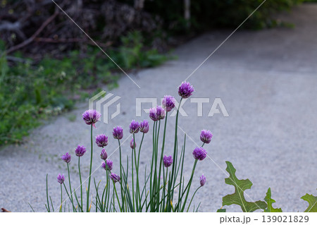 Back Alley Onion Chives And Purple Blossoms  139021829