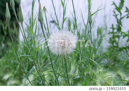 Yellow Salsify Seed Head And Buds 139021833