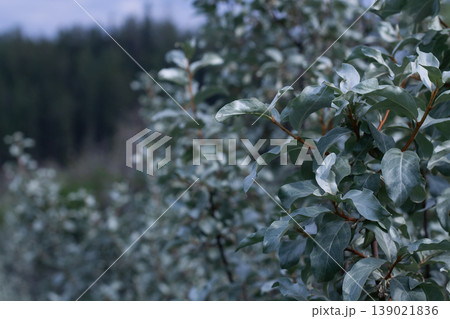 Elegant Silvery Leaves Of Silverberry Elegant Silvery Leaves Of Silverberry 139021836