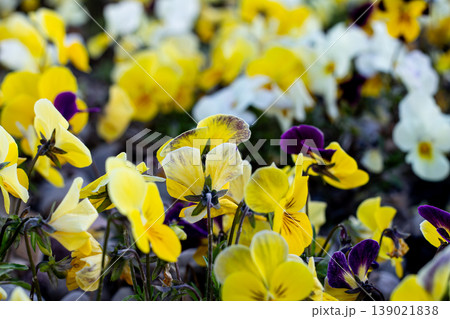 Side And Back View Of Garden Pansies 139021838
