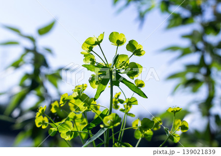 Green Wildflowers In The Meadow, Leafy Spurge Green Wildflowers In The Meadow, Leafy Spurge 139021839