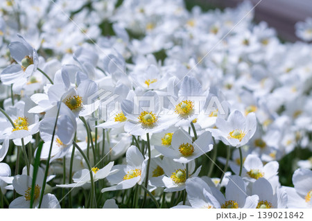 Dense Planting Of Bright Snowdrop Anemone Dense Planting Of Bright Snowdrop Anemone 139021842