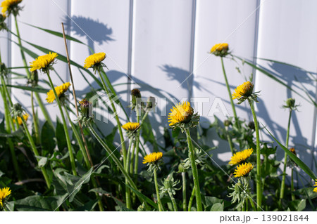 Dandelions Facing The Sun By A White Fence 139021844