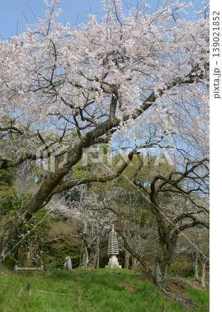 春の岩屋寺 境内の枝垂れ桜 京都市山科区西野山桜ノ馬場町 春の岩屋寺 境内の枝垂れ桜 京都市山科区西野山桜ノ馬場町 139021852