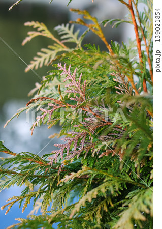 Closeup Of Western Red Cedar 139021854