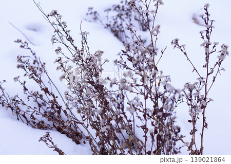 Showy Aster Flower And Stem Remains In Winter Showy Aster Flower And Stem Remains In Winter 139021864