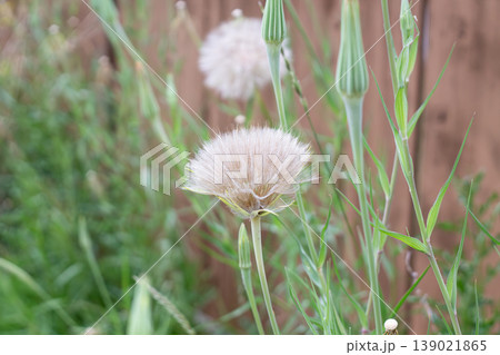 Newly Opening Fluffy Seedhead Of Yellow Salsify Newly Opening Fluffy Seedhead Of Yellow Salsify 139021865