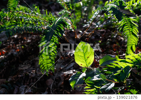 Salal Leaf Amidst Western Swordferns 139021876